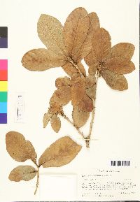 Image of Quercus costaricensis
