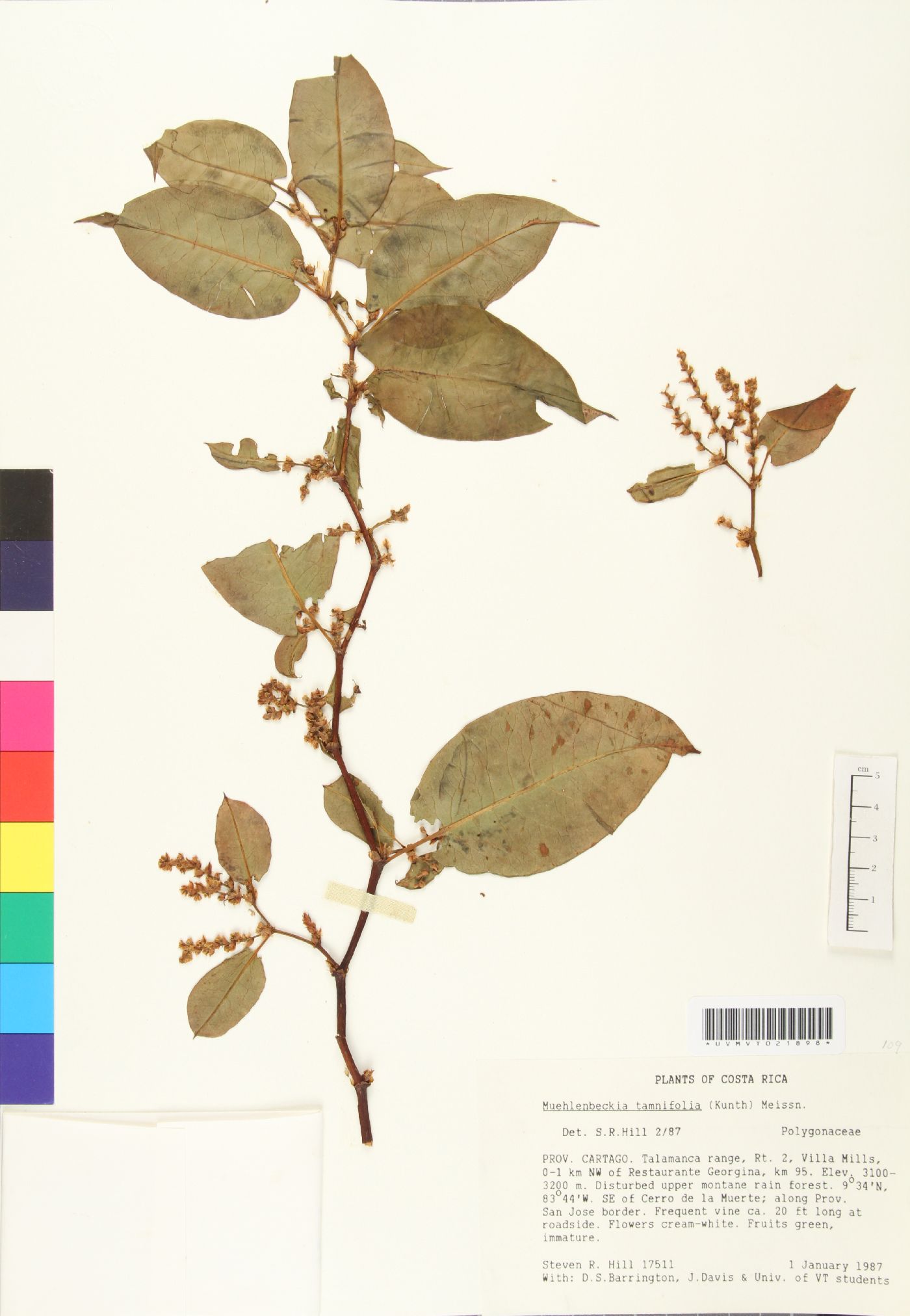 Muehlenbeckia image