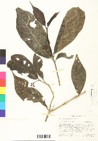 Image of Neea amplifolia