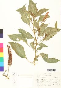 Phytolacca rugosa image