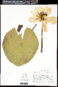 Image of Nymphaea lotus