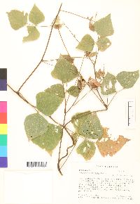 Image of Rhynchosia calycosa