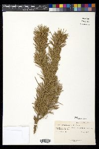 Pseudotsuga menziesii image