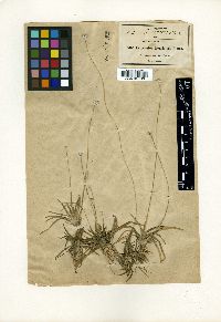 Media resource of Eriocaulon benthamii