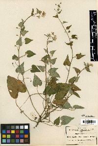 Omphalodes acuminata image
