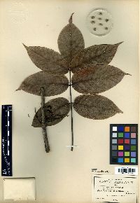 Bursera roseana image