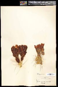 Image of Echinocereus cinerascens