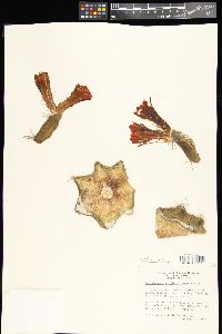 Echinocereus triglochidiatus image