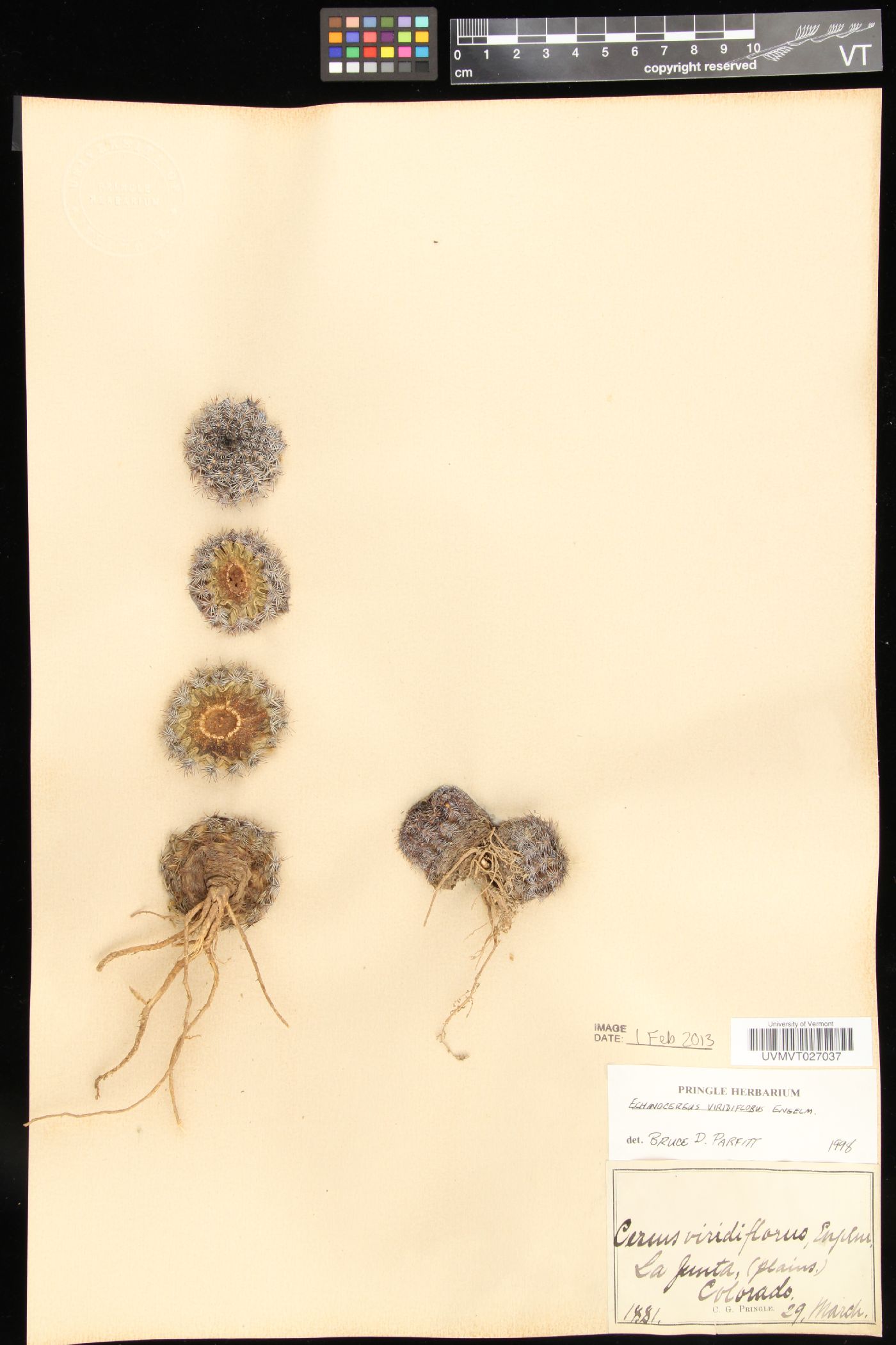Cereus viridiflorus image