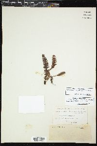 Image of Ceradenia albidula