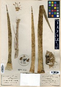 Agave dasylirioides image