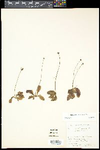 Pinguicula vulgaris image