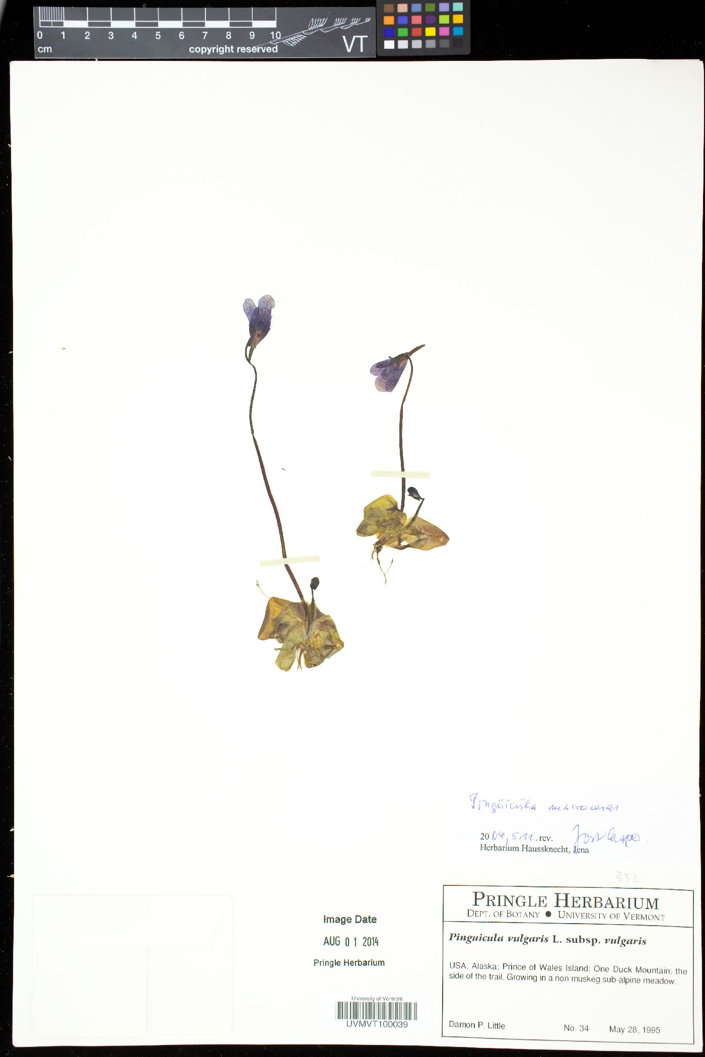 Pinguicula macroceras var. microceras image