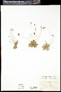 Pinguicula pumila image