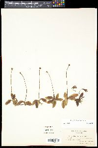 Pinguicula vulgaris image