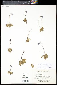 Pinguicula vulgaris image