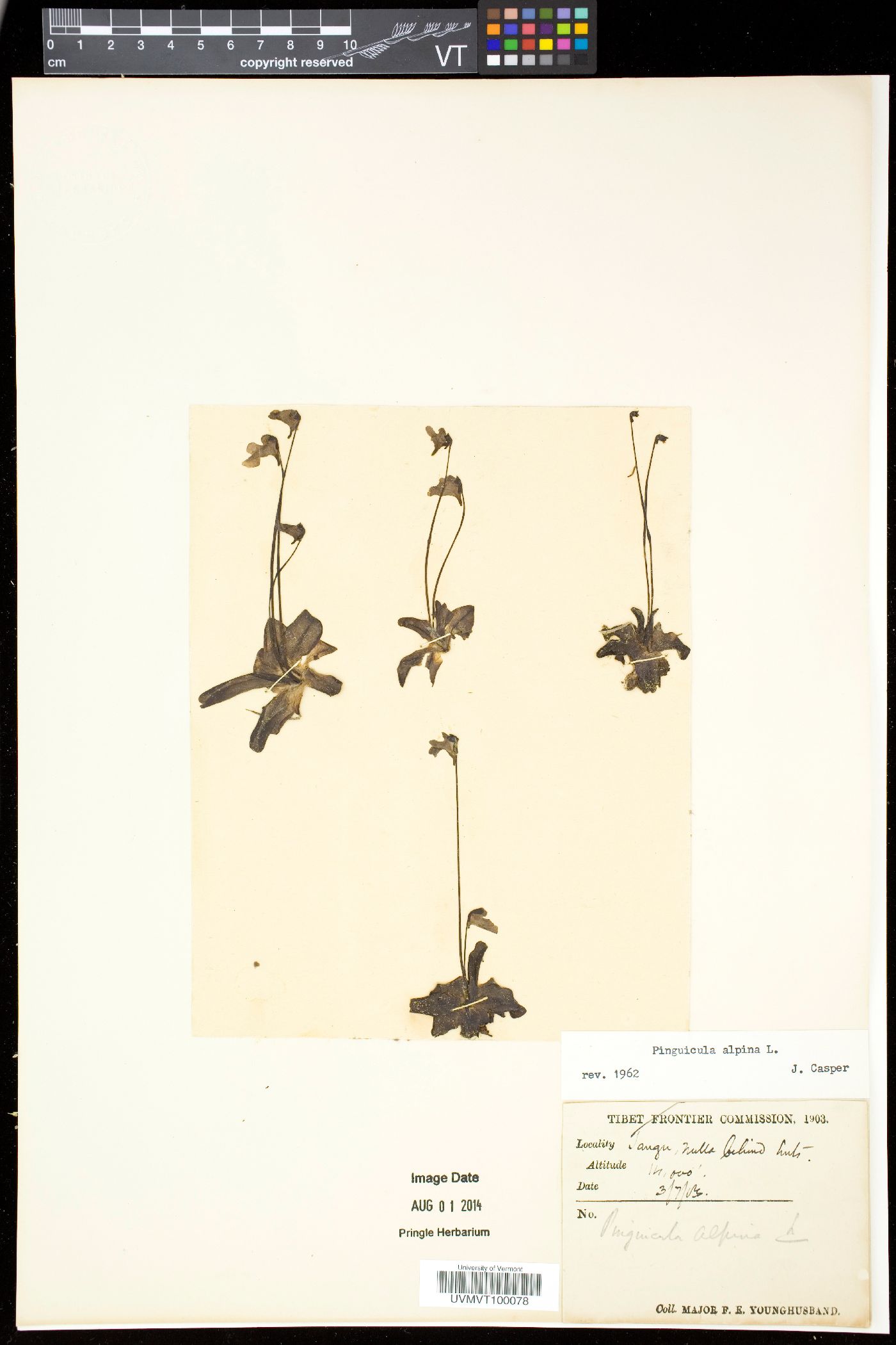 Pinguicula alpina image