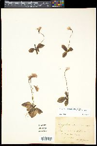 Pinguicula corsica image