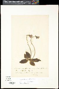 Image of Pinguicula grandiflora