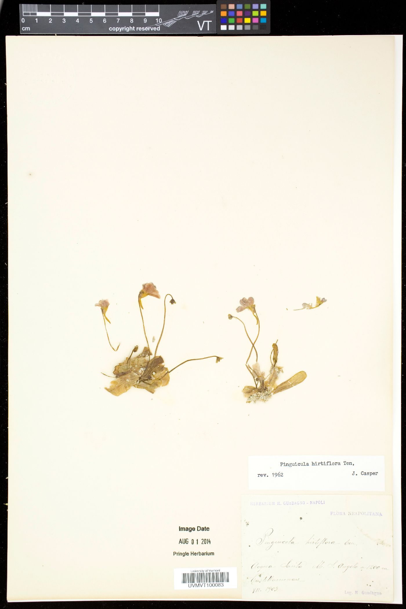 Pinguicula crystallina image