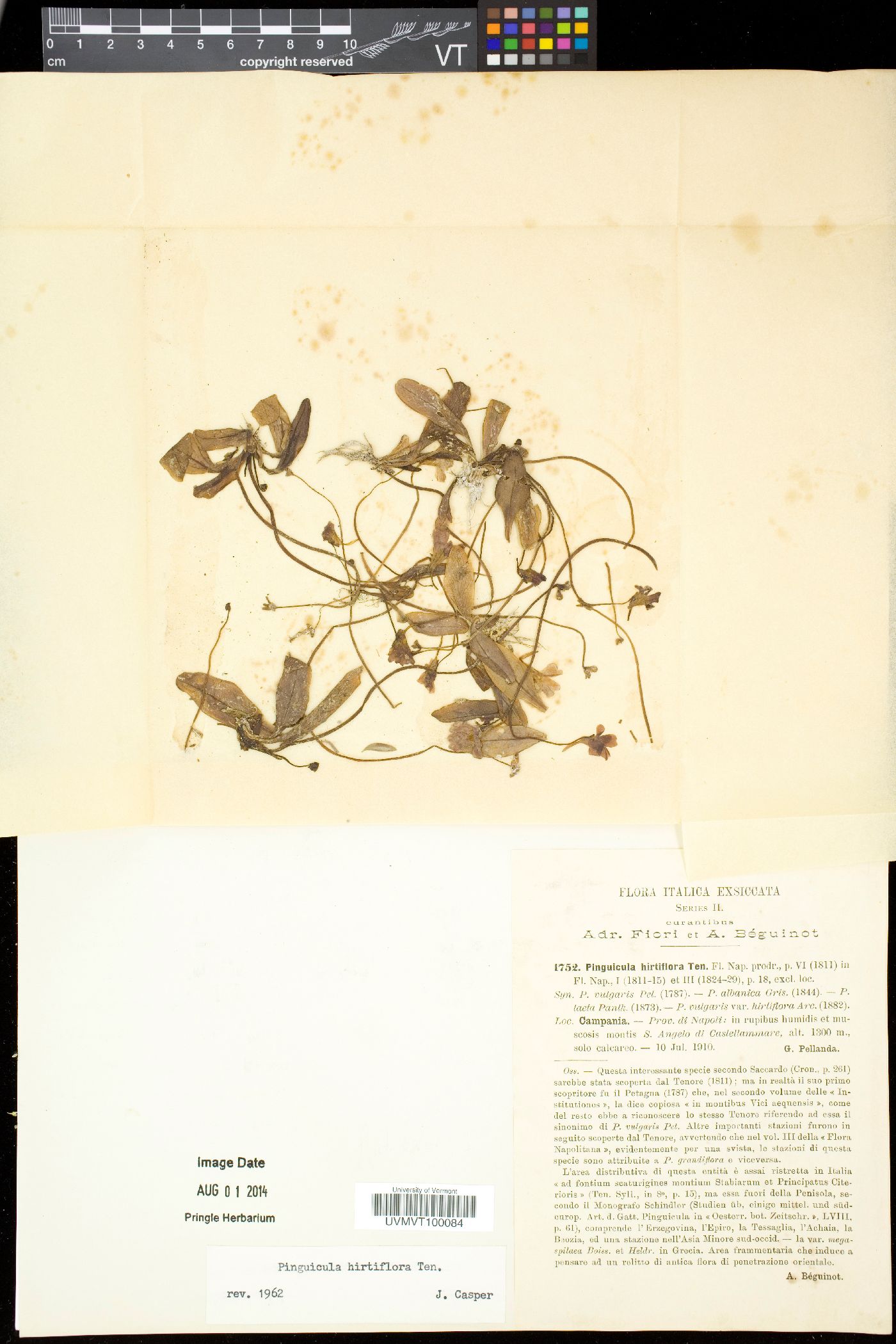 Pinguicula crystallina subsp. hirtiflora image