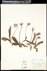 Image of Pinguicula longifolia