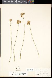 Utricularia cornuta image