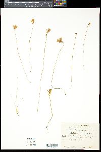 Utricularia cornuta image