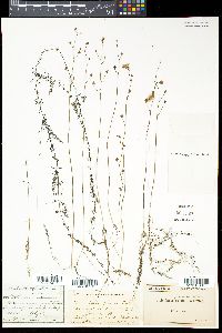 Utricularia gibba image