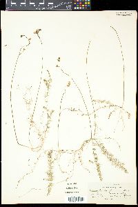 Utricularia gibba image