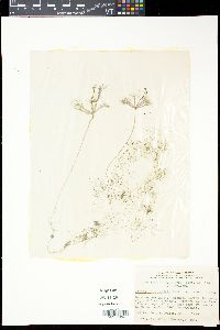 Utricularia inflata var. minor image