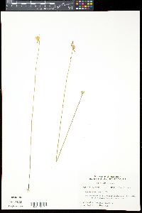 Utricularia juncea image