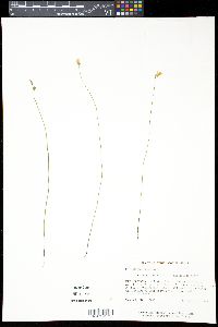 Utricularia juncea image