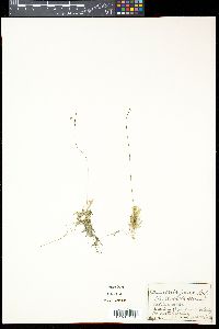 Utricularia juncea image