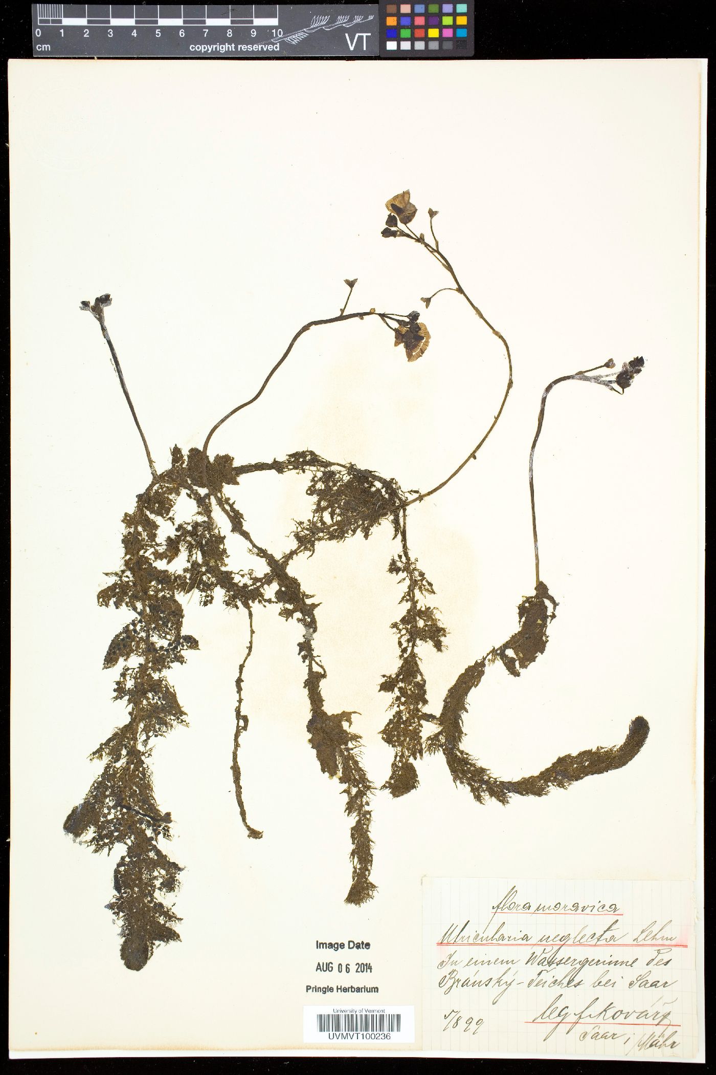 Utricularia australis image