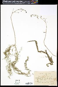 Utricularia australis image