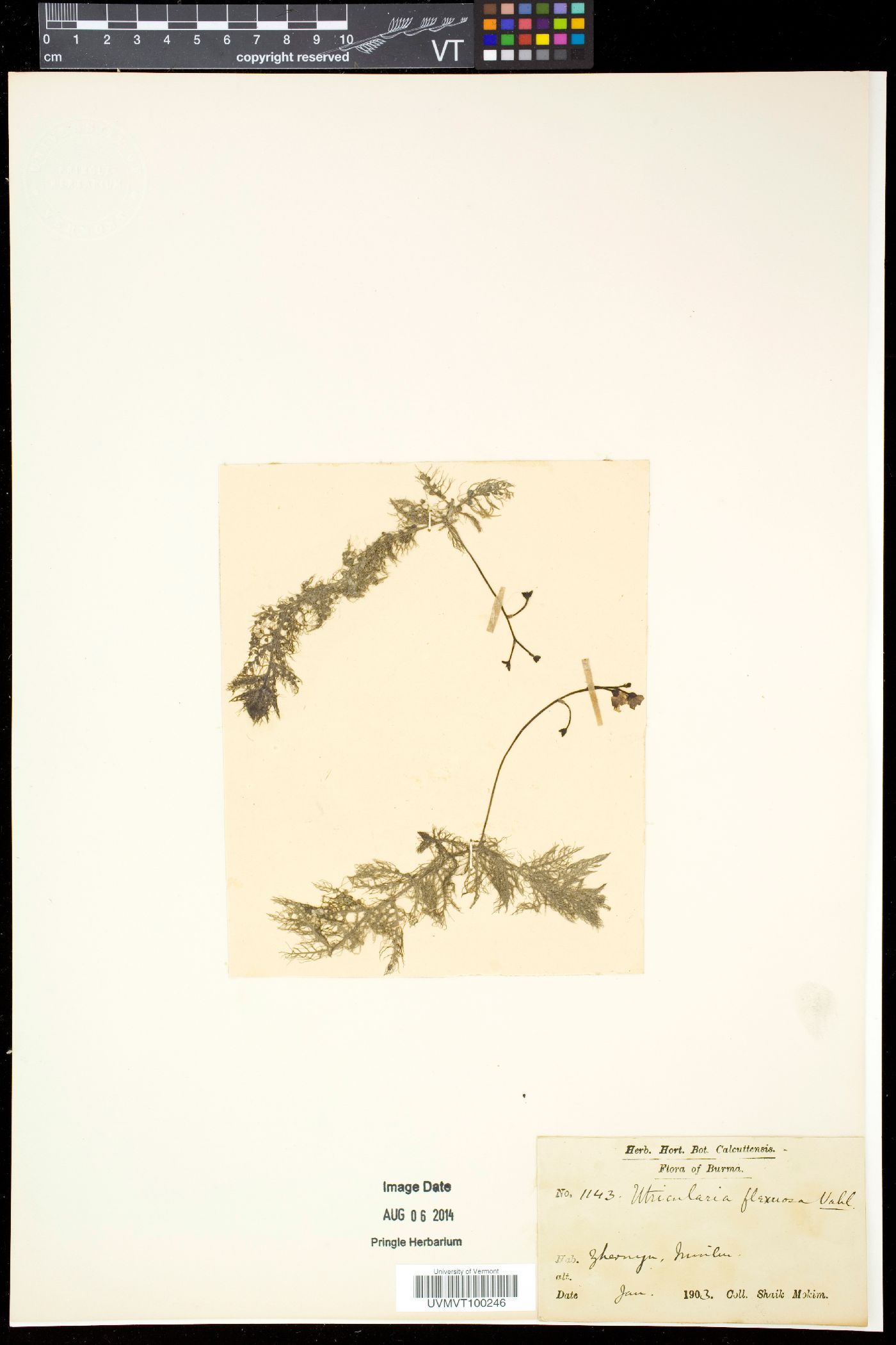 Utricularia aurea image