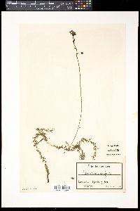 Utricularia australis image