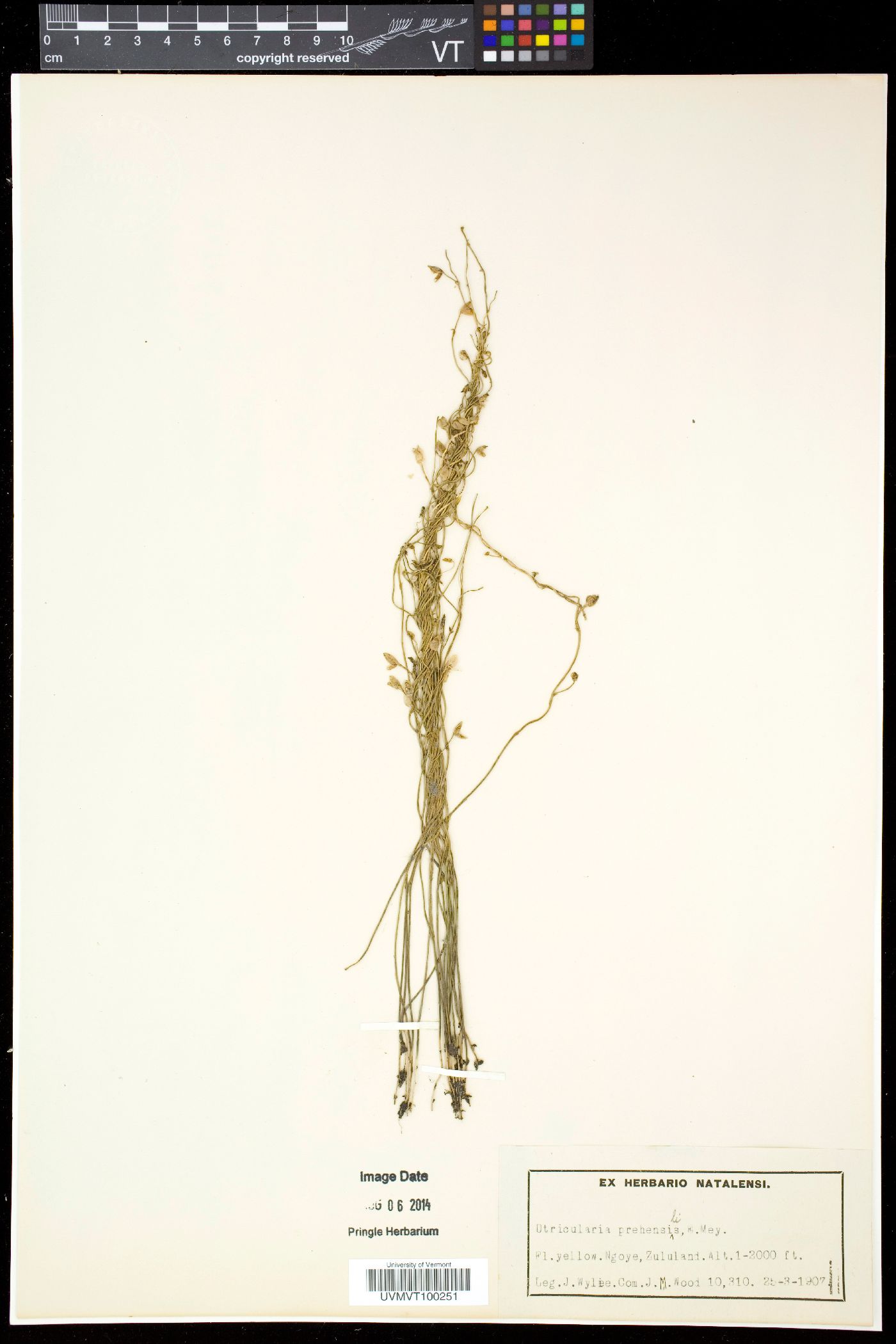 Utricularia prehensilis image