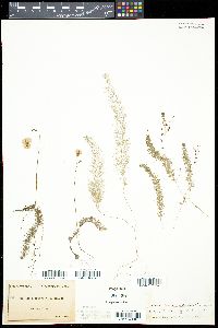 Utricularia intermedia image