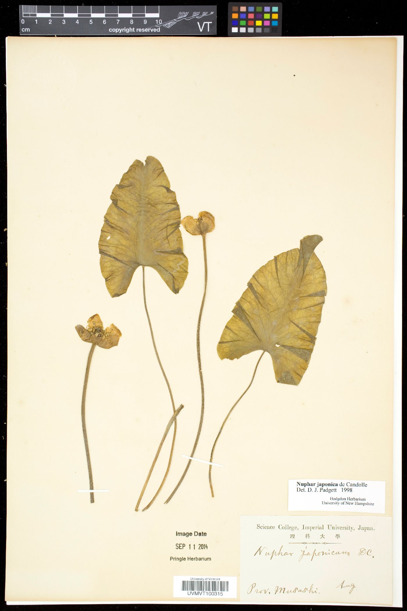 Nuphar japonicum image