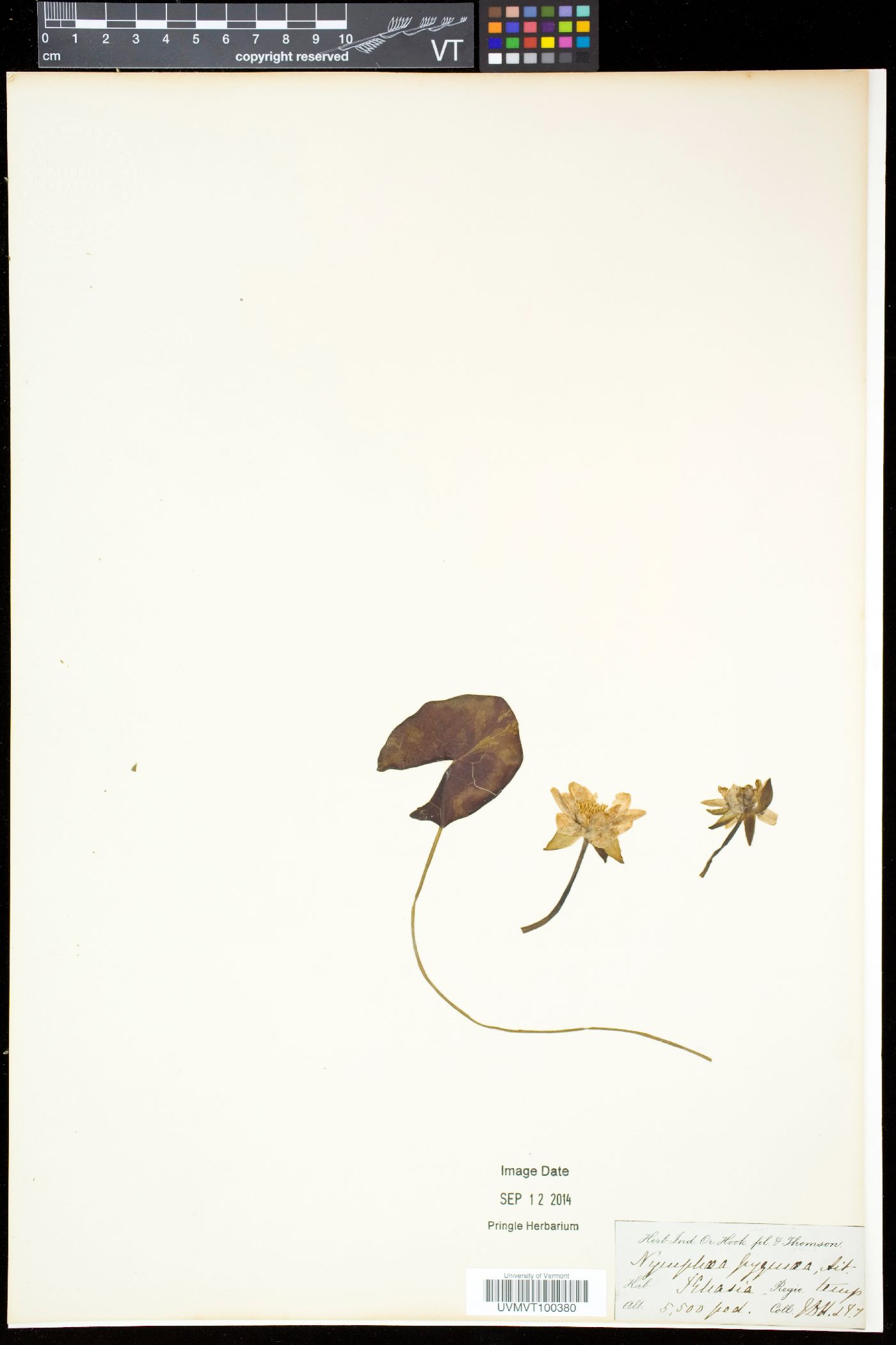 Nymphaea tetragona image