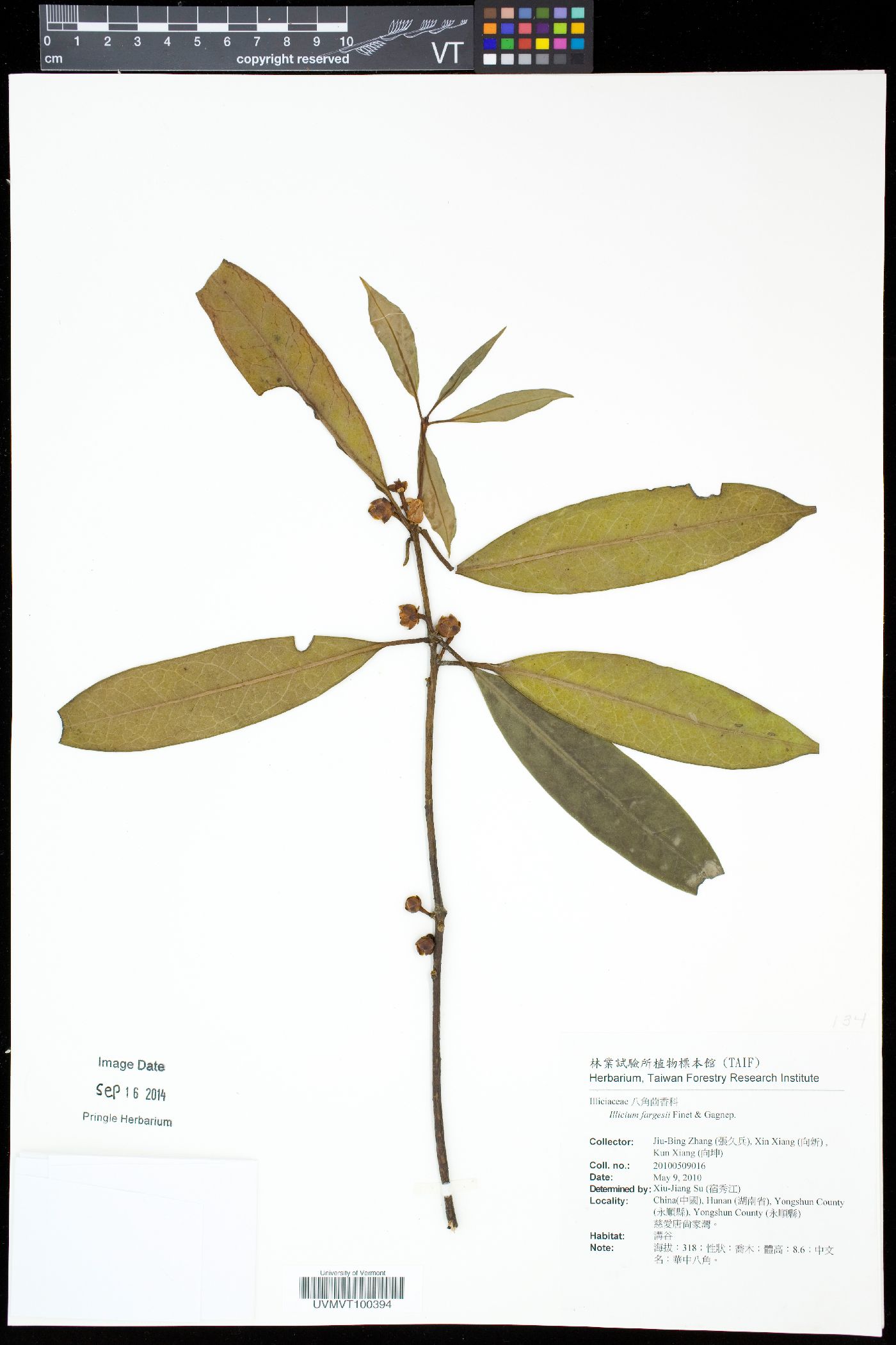 Illicium fargesii image