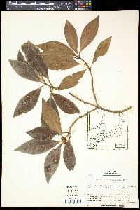 Illicium anisatum image