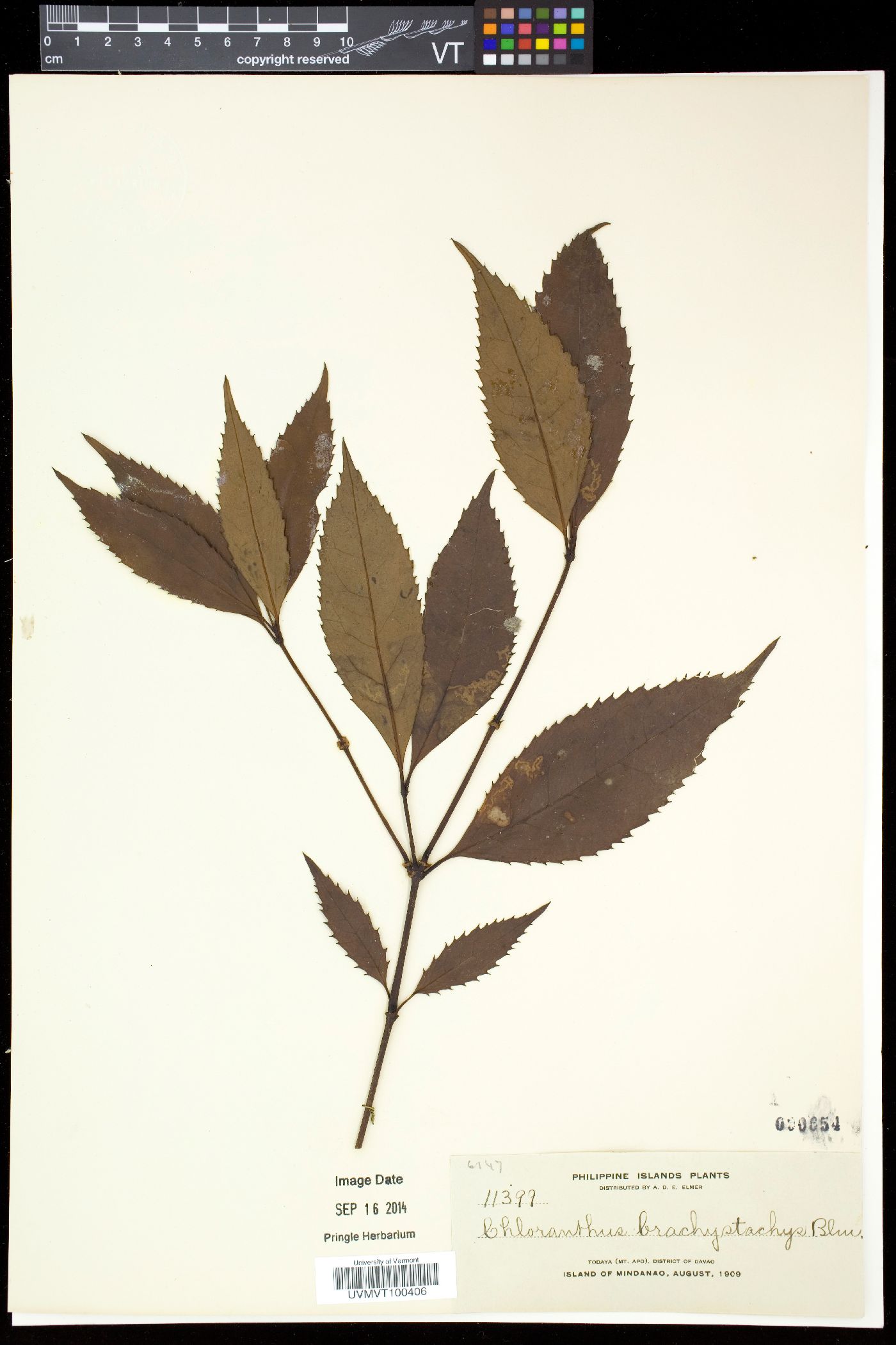 Sarcandra glabra subsp. brachystachys image