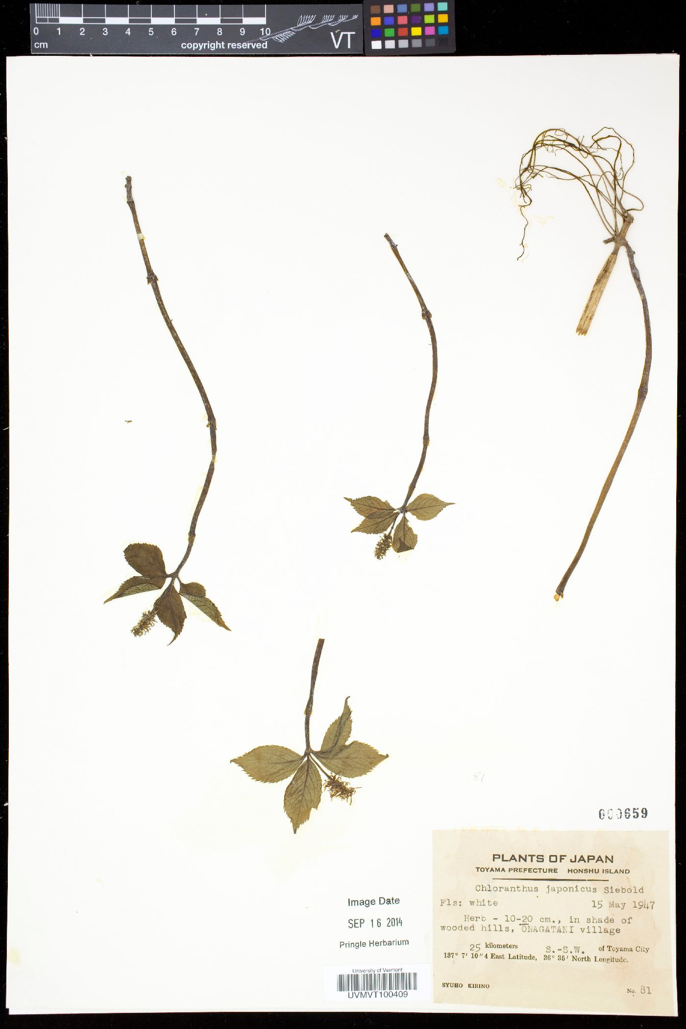 Chloranthus japonicus image