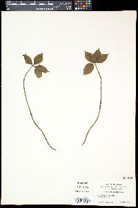 Image of Chloranthus japonicus