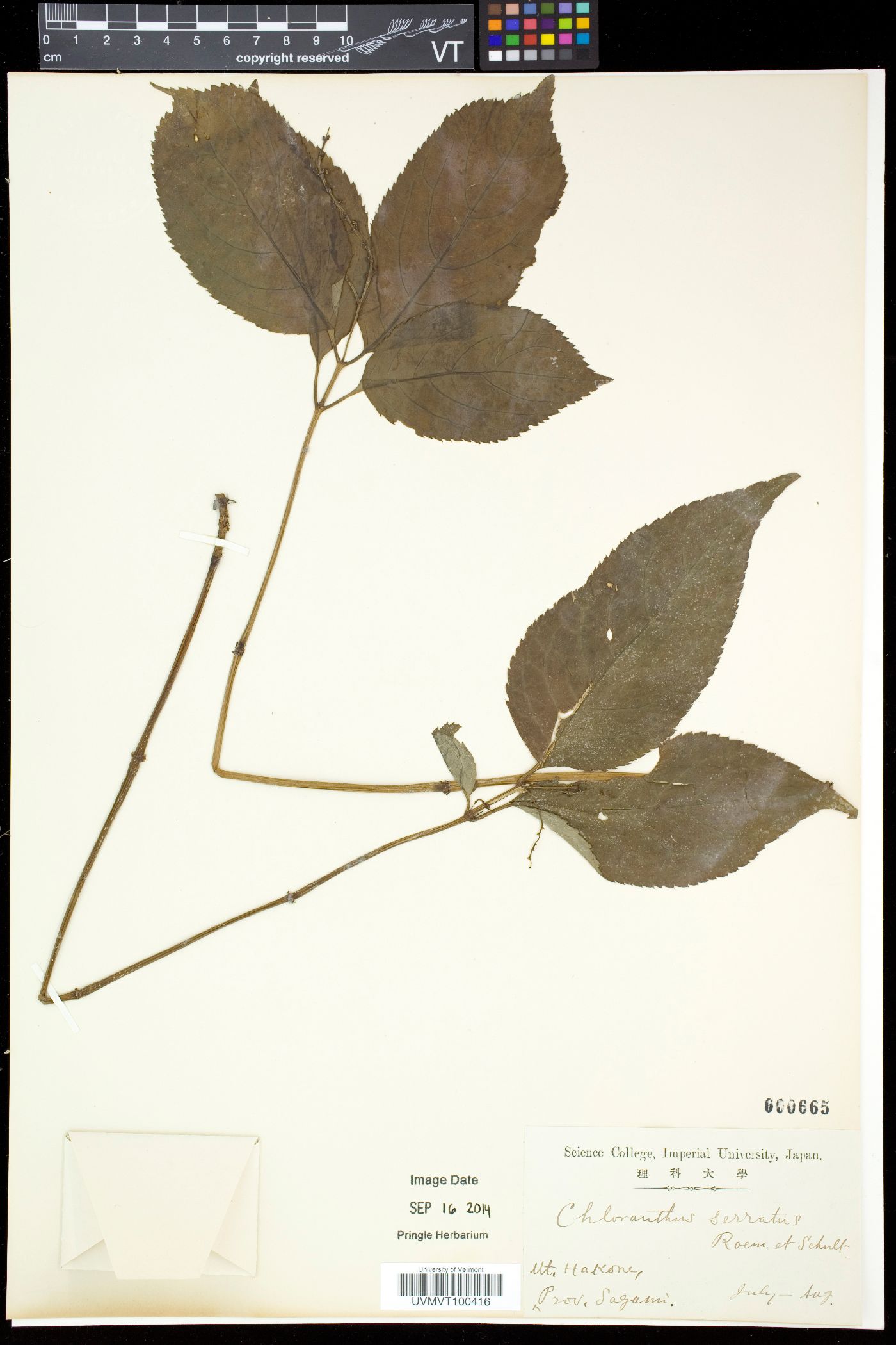 Chloranthus serratus image