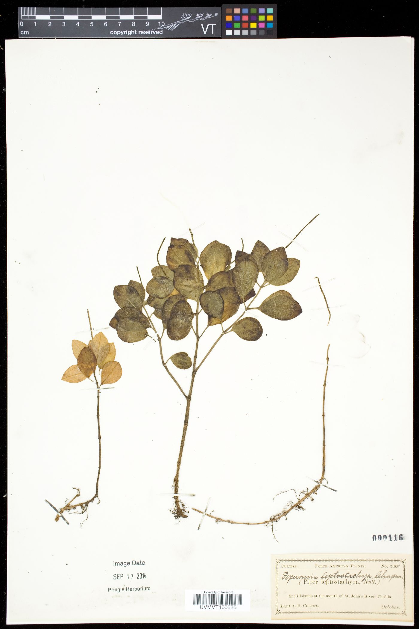 Peperomia humilis var. cumulicola image