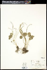 Peperomia bracteata image